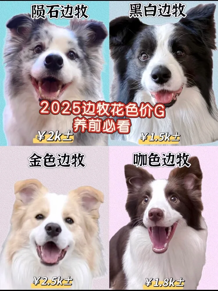 2025Ʒּ۸̵