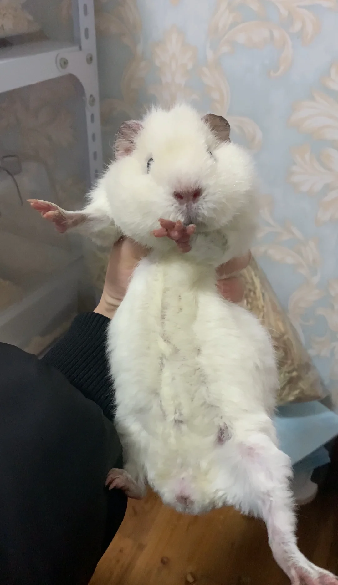 ˿ӳ