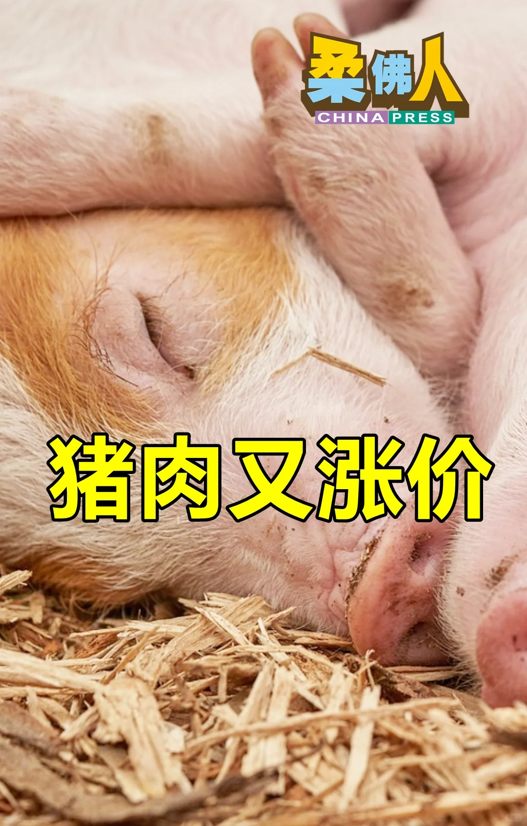 爆发猪瘟 猪肉又涨了