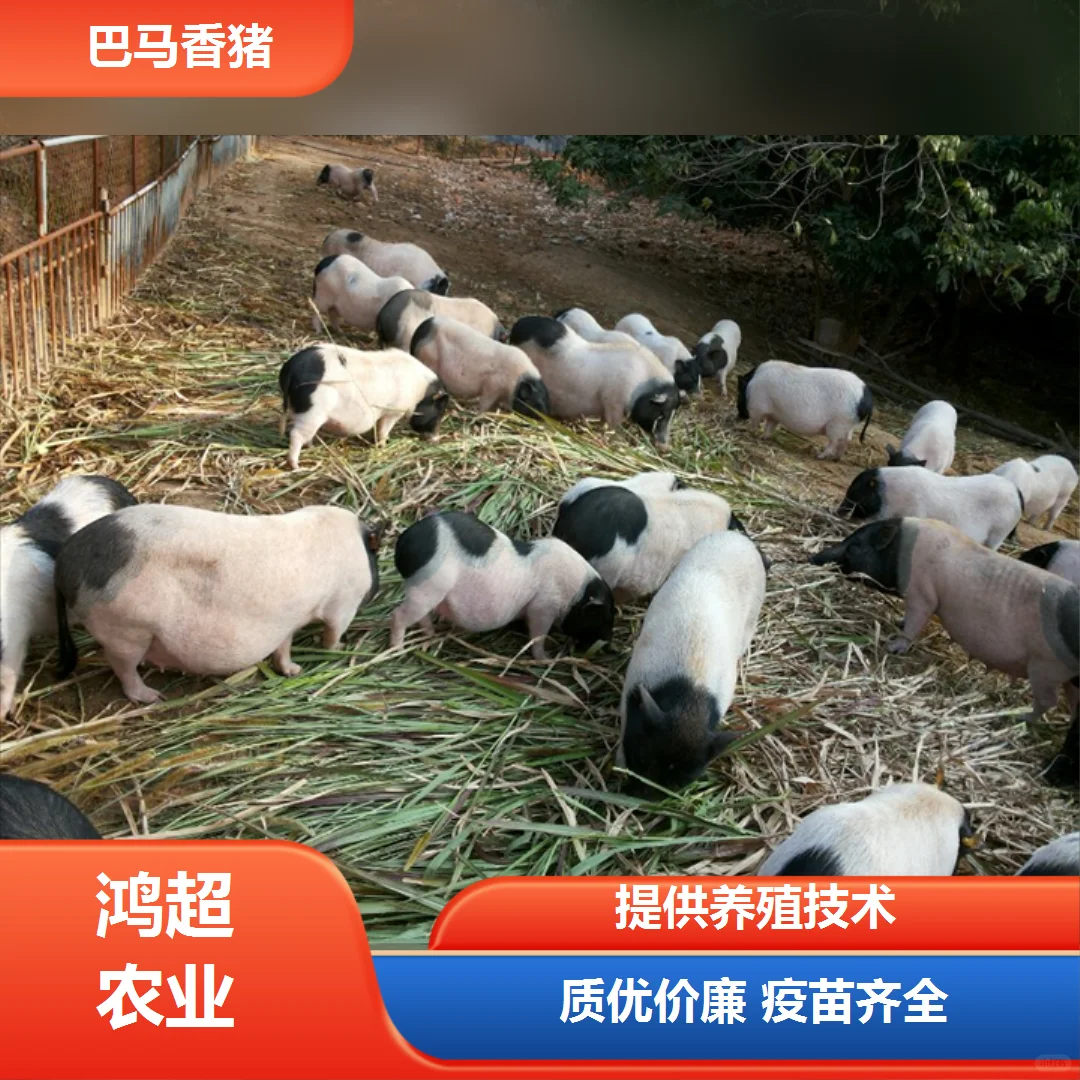 黑龙江省小香猪价格市场价格