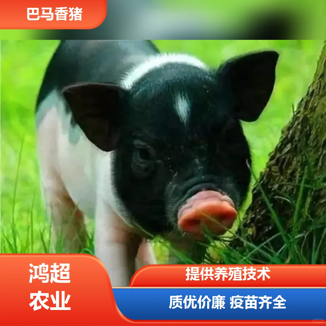Ǩа۸