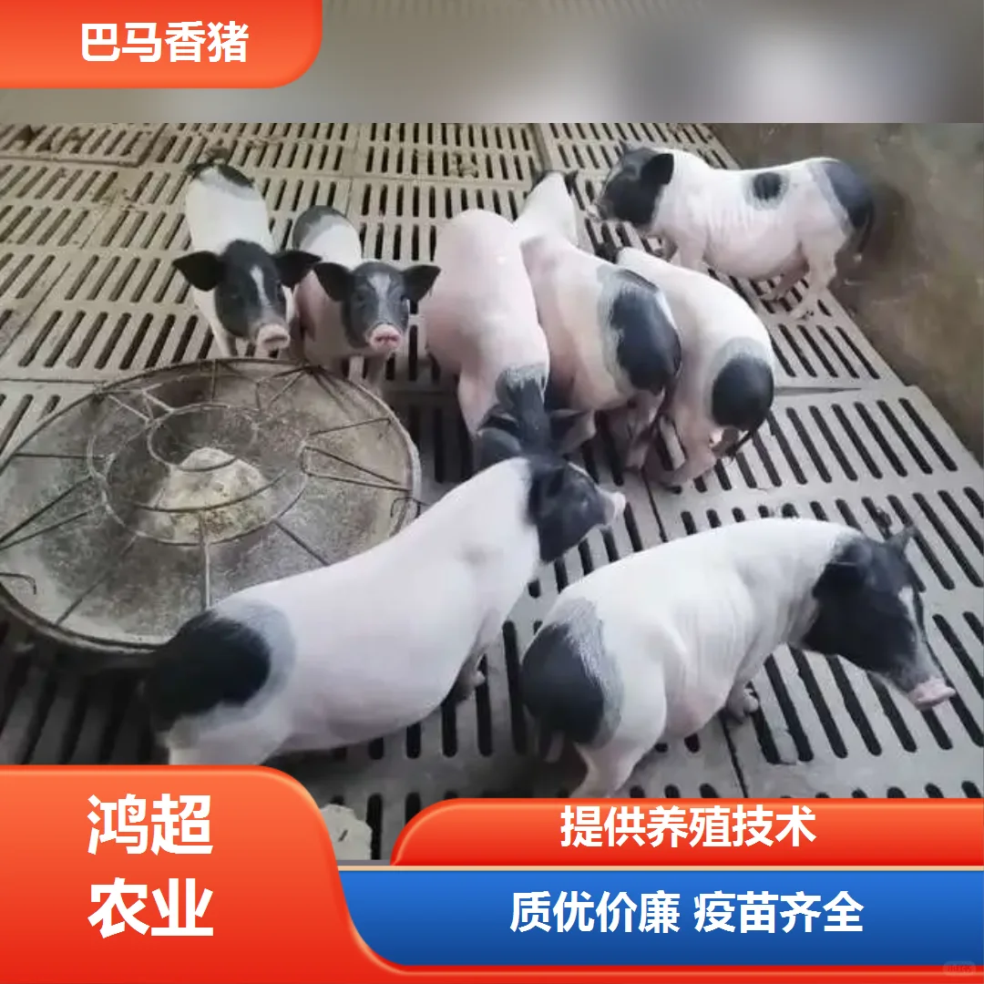 小香猪多少钱一斤价格公道