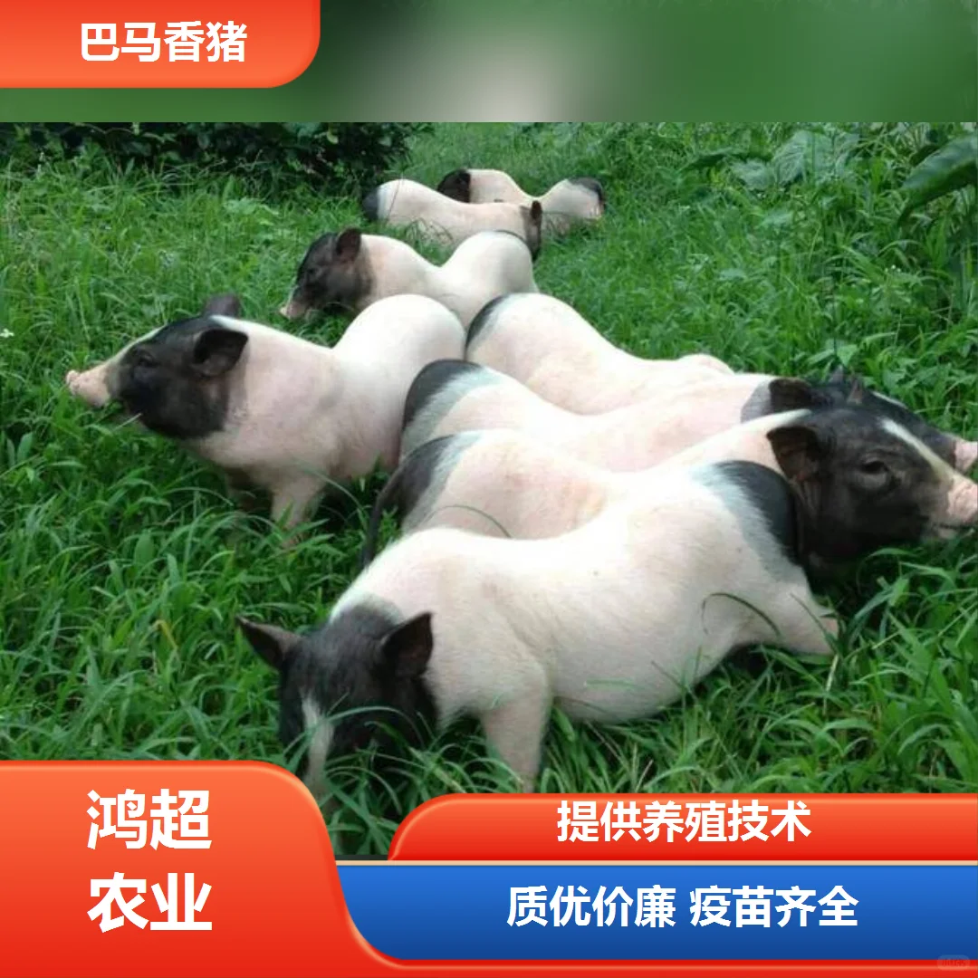 黑龙江省小香猪价格市场价格