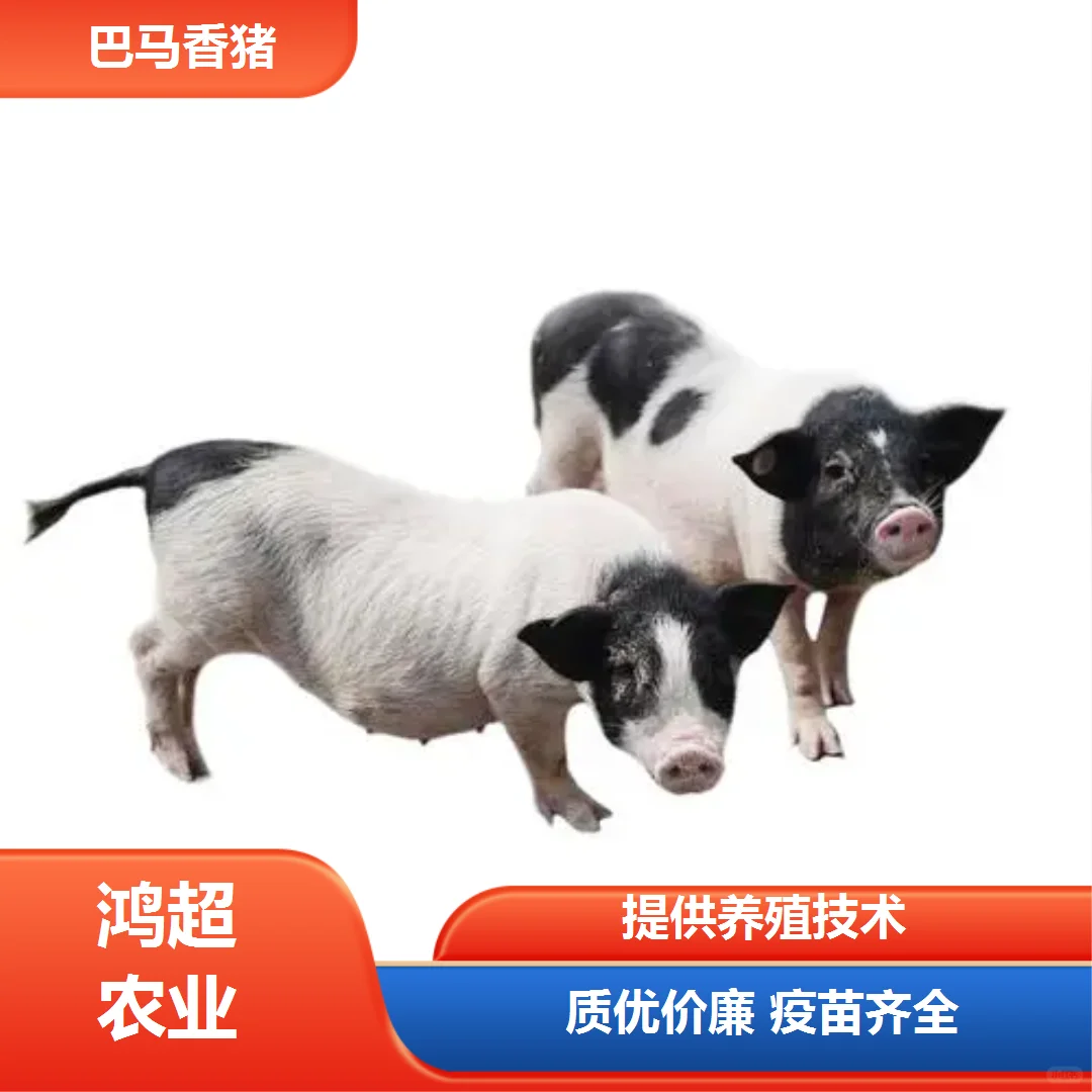 Ǩа۸