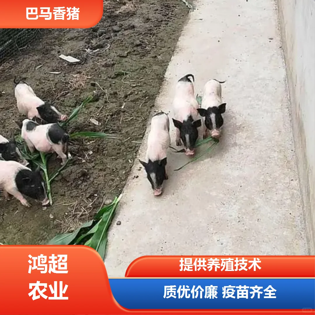 黑龙江省小香猪价格市场价格