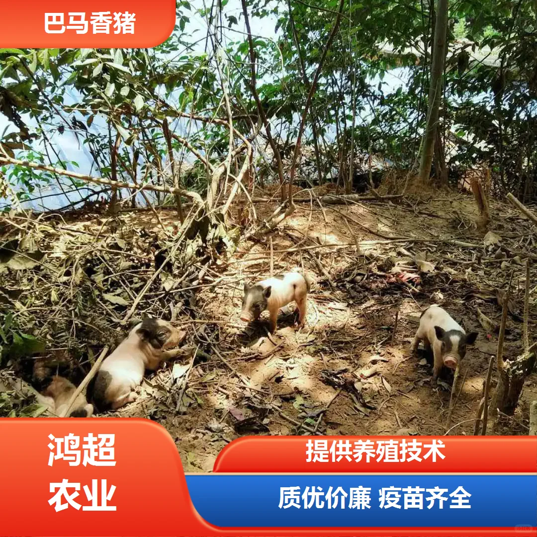 小香猪多少钱一斤价格公道