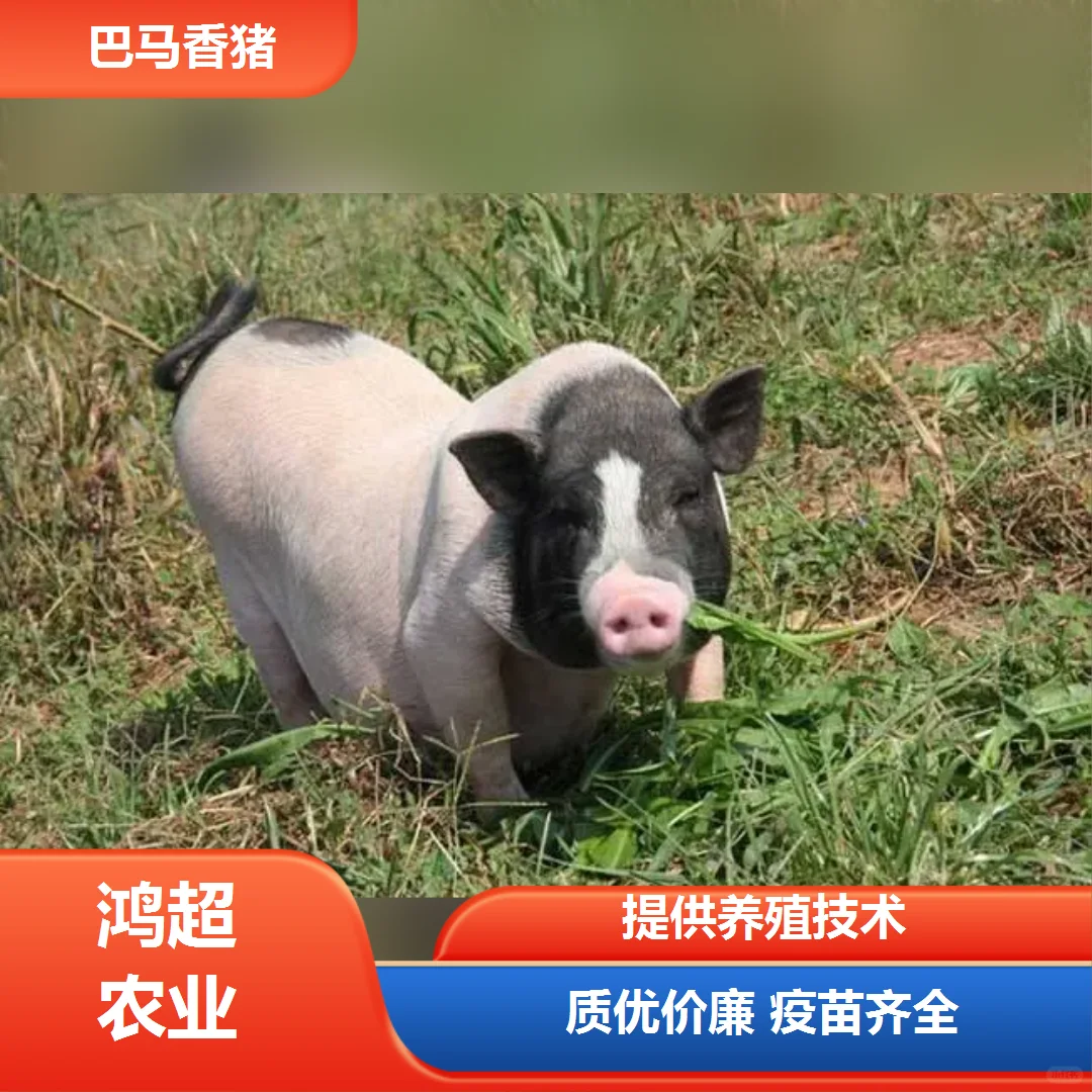 小香猪多少钱一斤价格公道