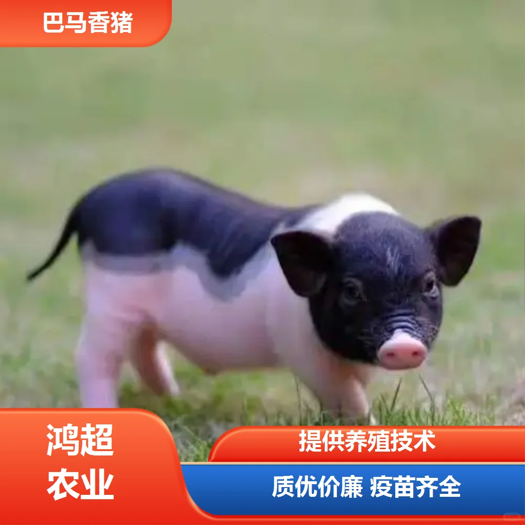 小香猪多少钱一斤价格公道