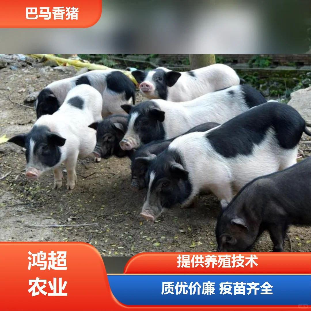 黑龙江省小香猪价格市场价格