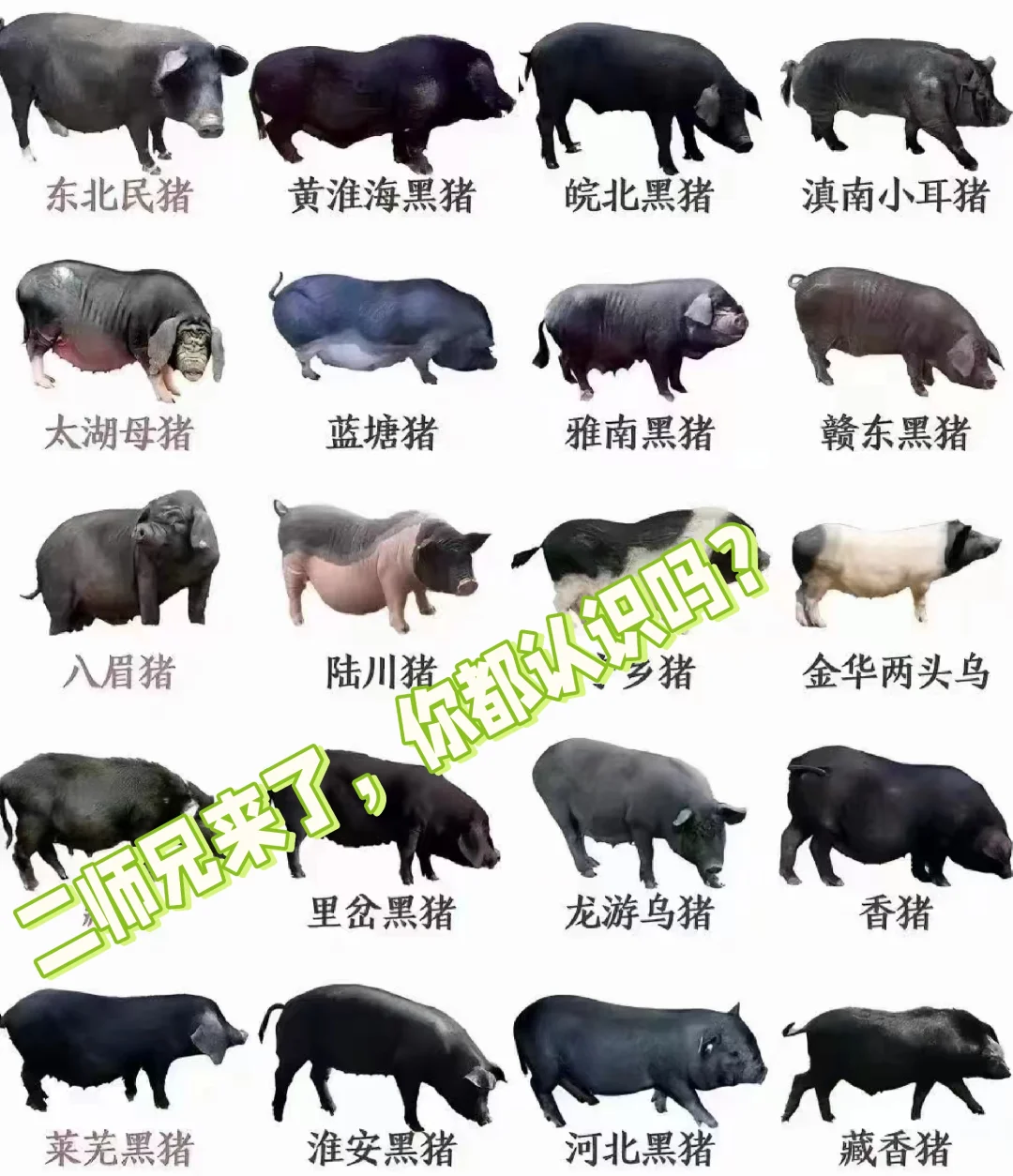 ˭й֣ͶƱ