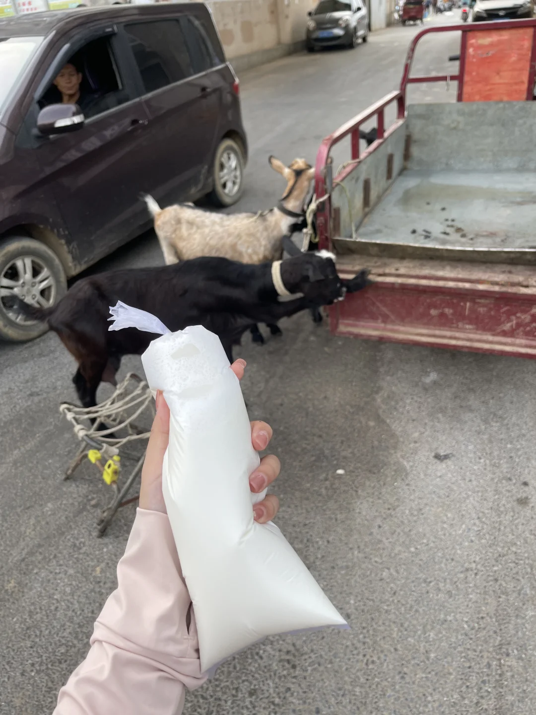 新鲜现挤羊奶?