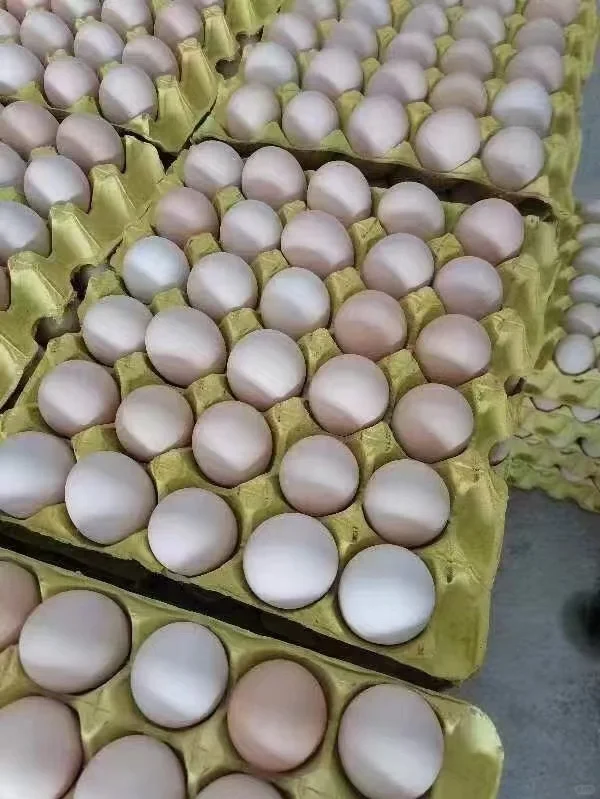Ź