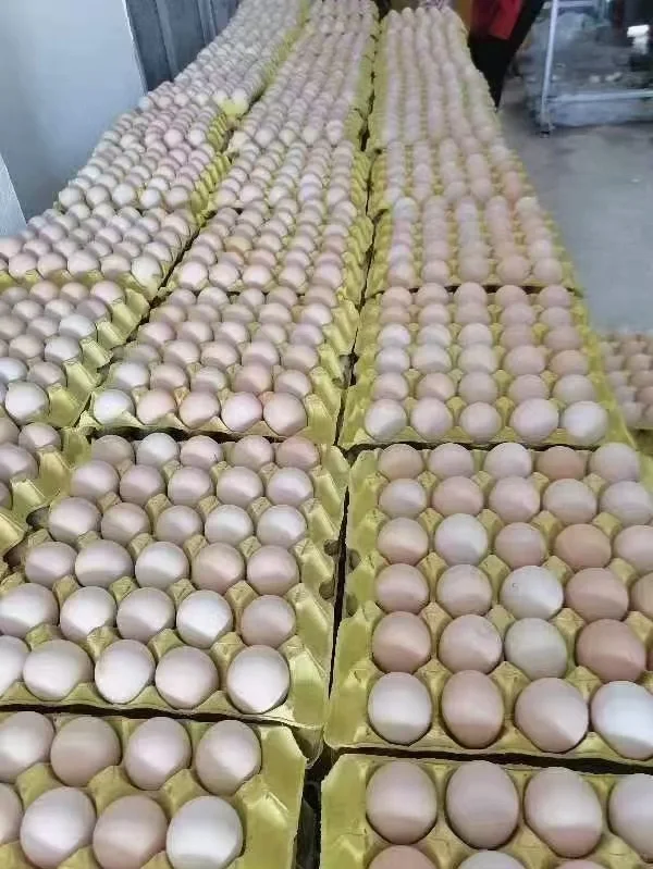 Ź