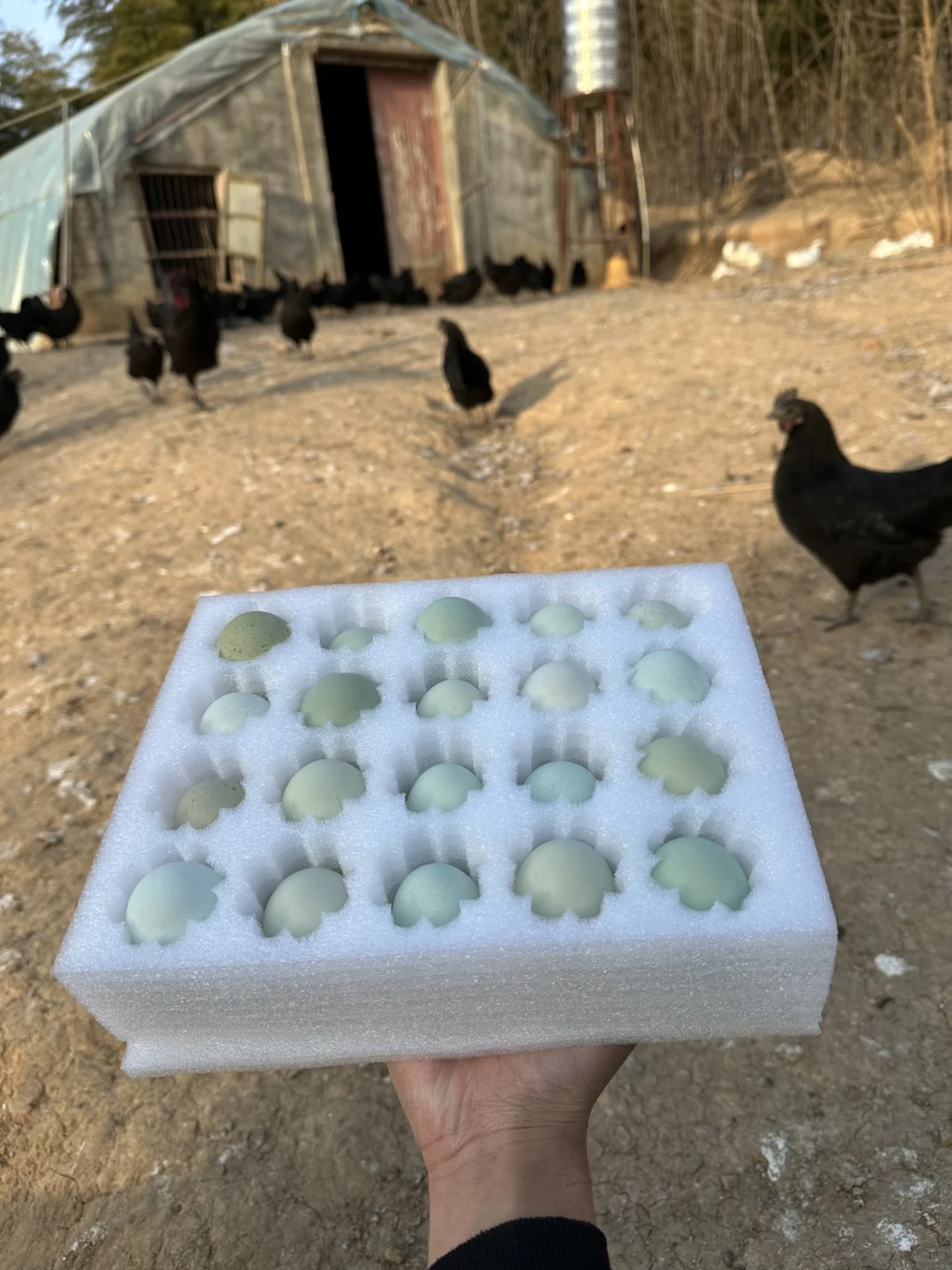 自家散养乌鸡蛋，卖2块一枚包邮到家贵吗？