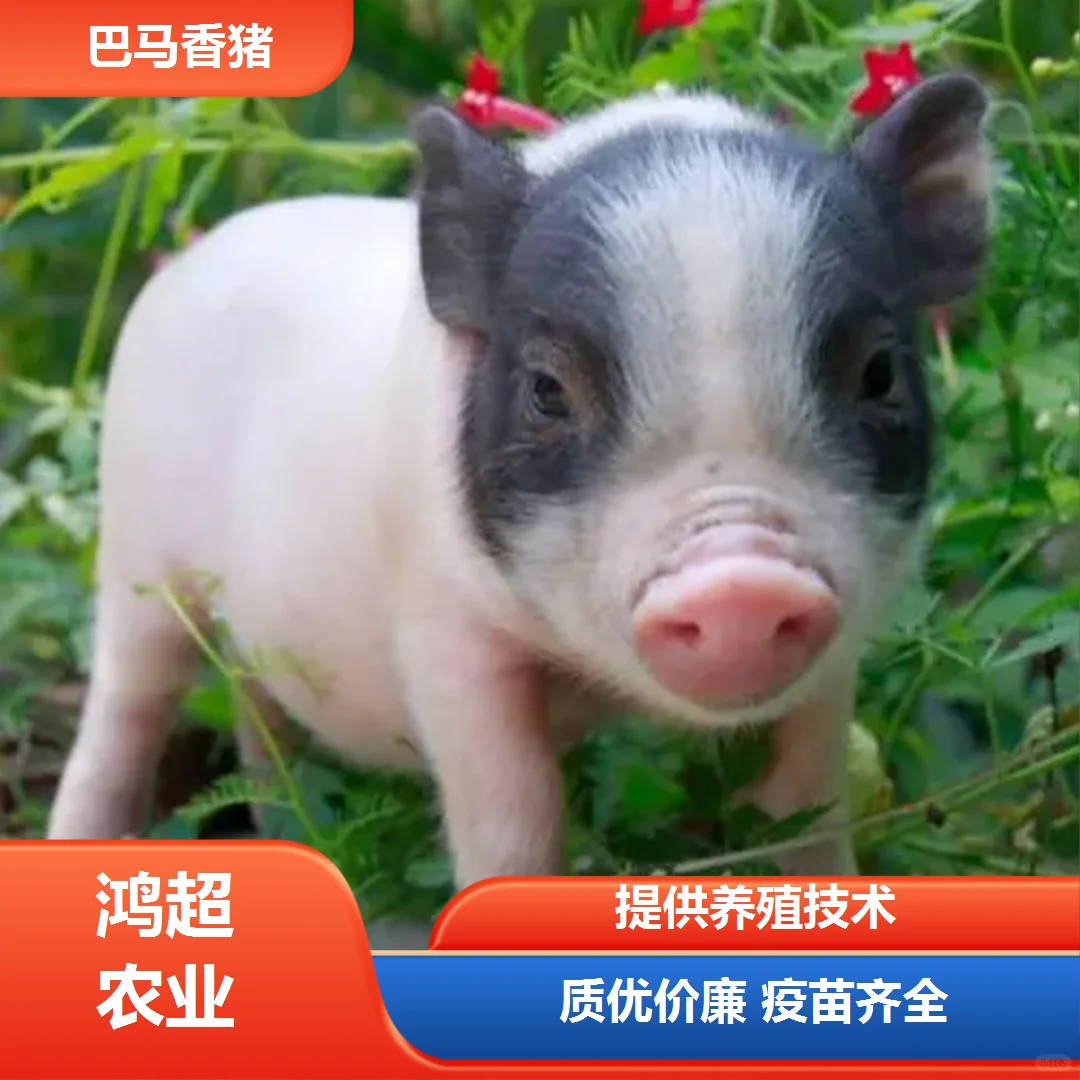 Сг۶ǮһⰮСɰ