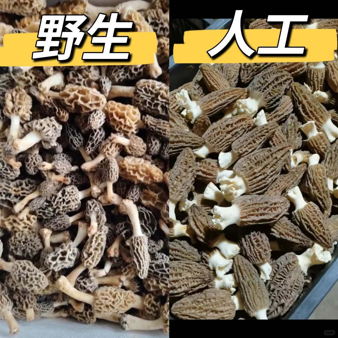 ҰǾVS˹ǾǮ
