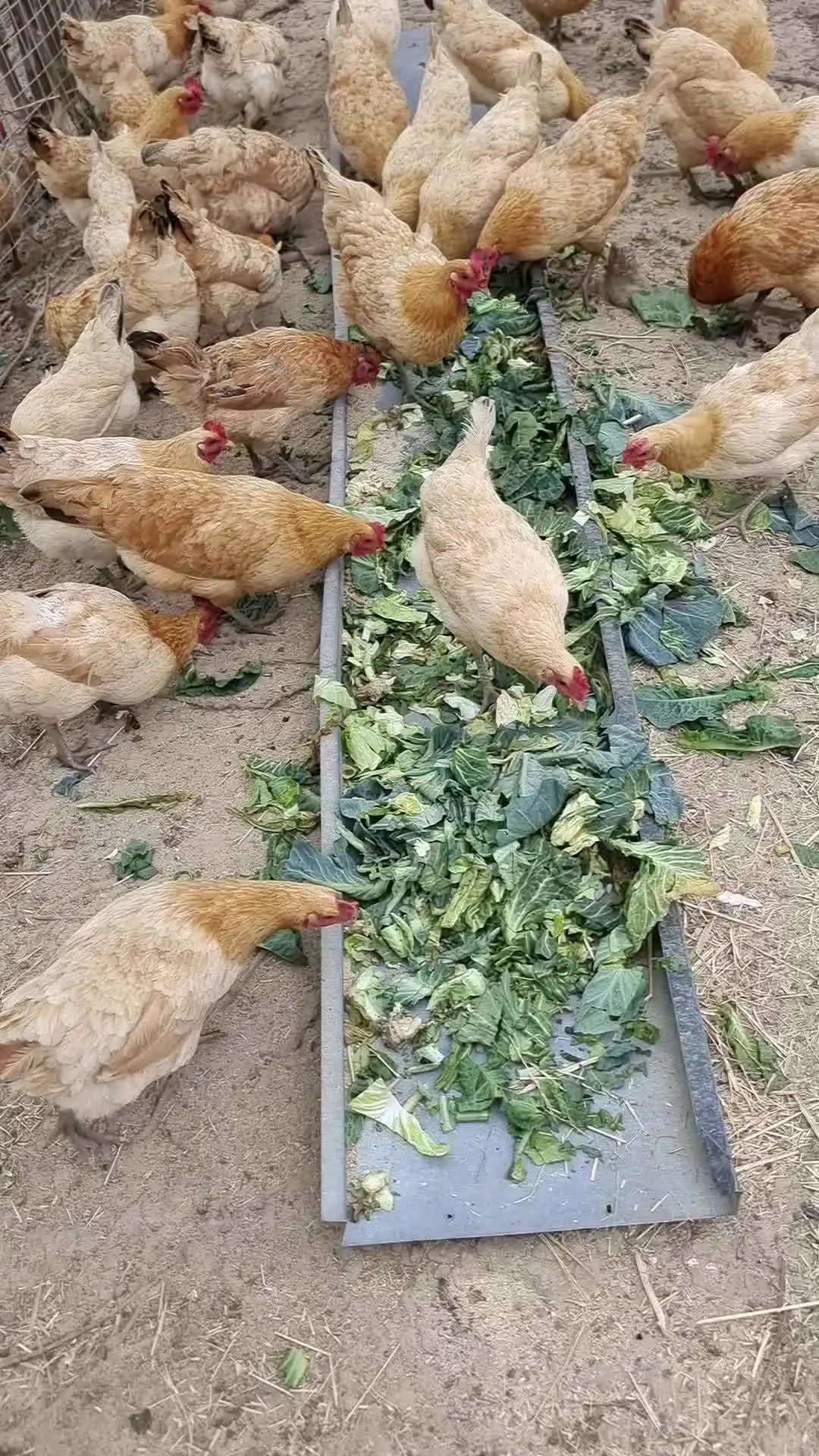 ۸˼
