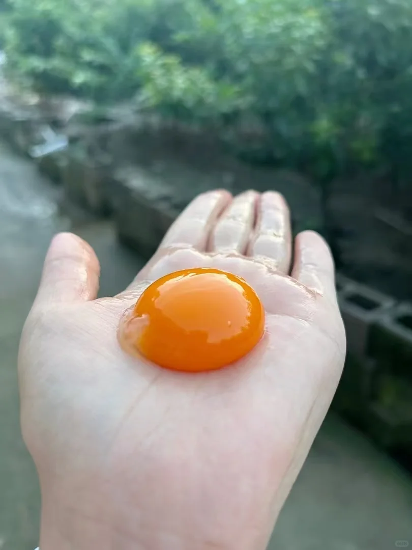 1个不到一块钱?的真正土鸡蛋