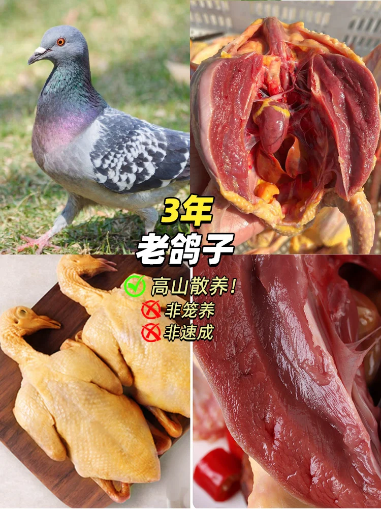 【高山之巅的飞翔之味—正宗老鸽】??