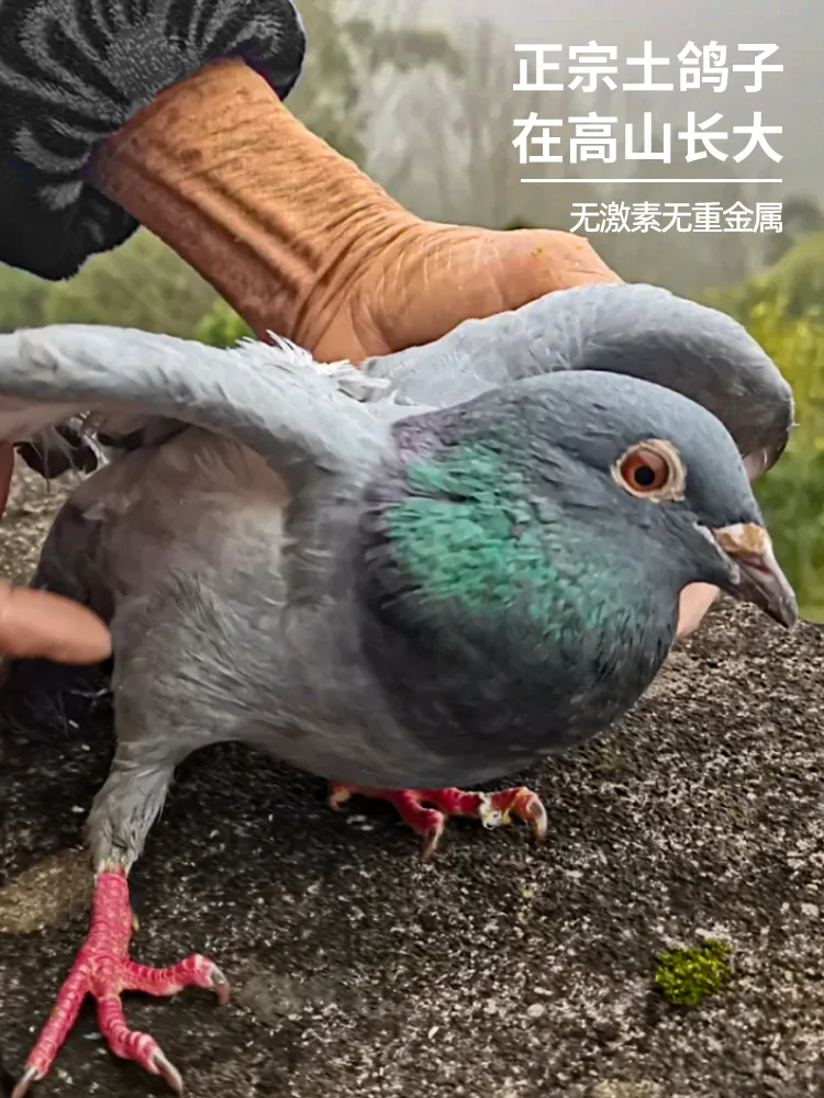 【高山之巅的飞翔之味—正宗老鸽】??
