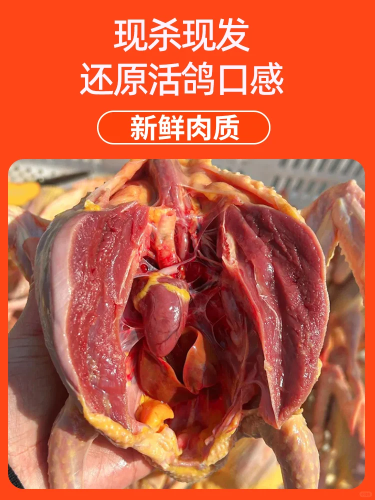 【高山之巅的飞翔之味—正宗老鸽】??