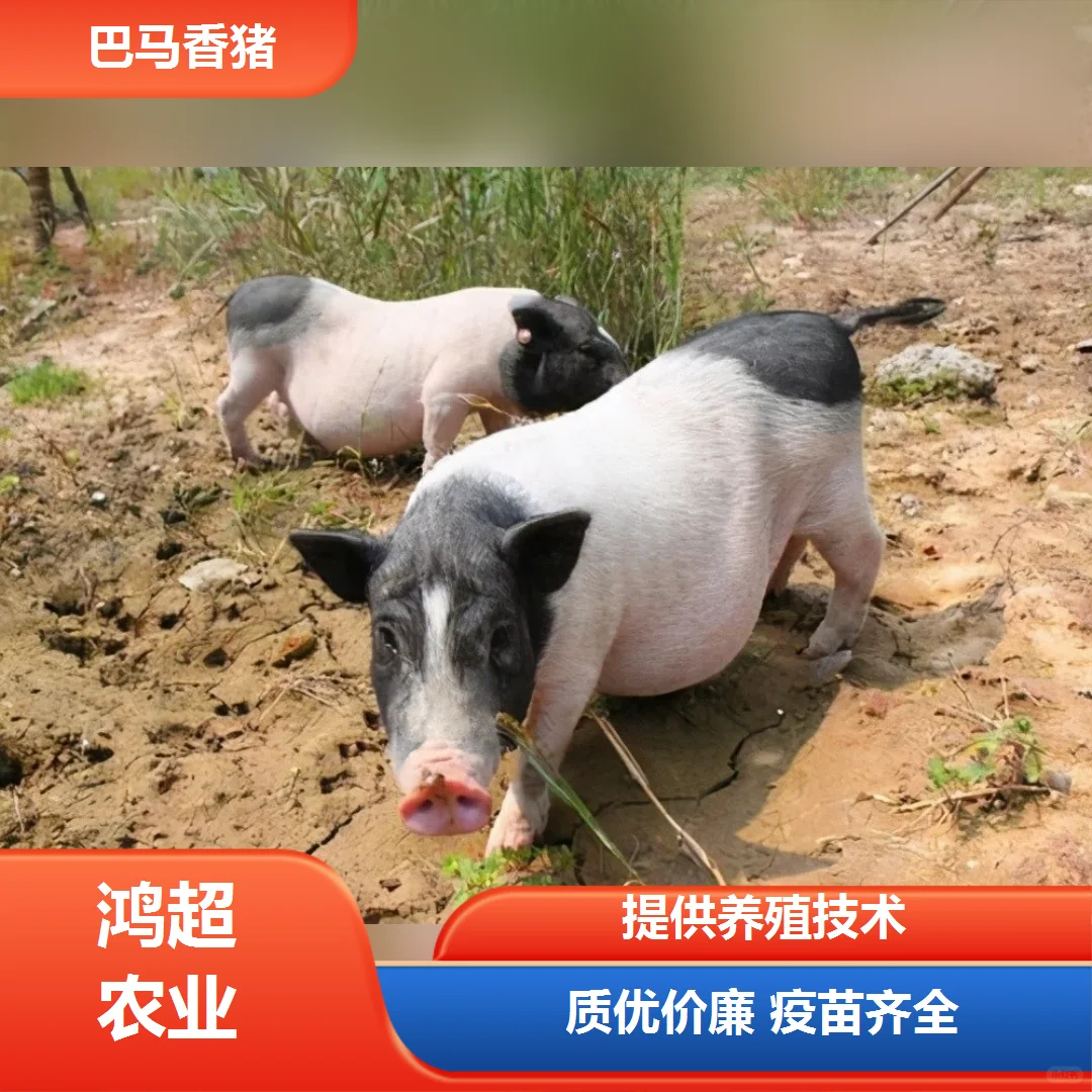 小香猪多少钱一斤肉来电询价