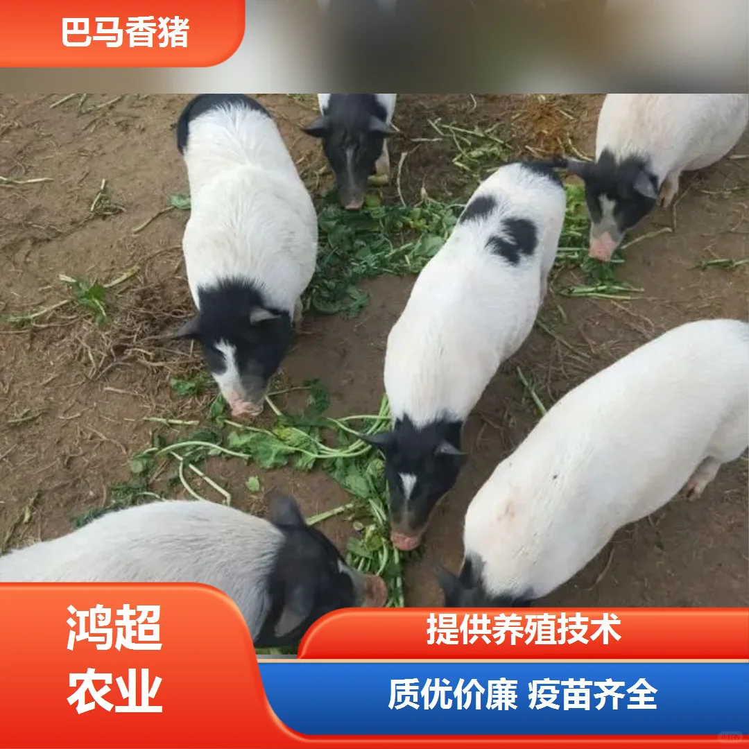 小香猪多少钱一斤肉来电询价