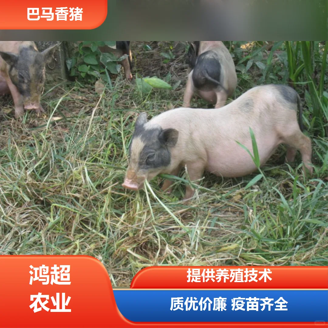 小香猪多少钱一斤肉来电询价