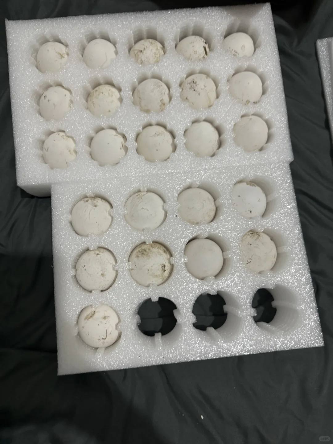 我爸让我卖鹅蛋?5元一个 有人要吗