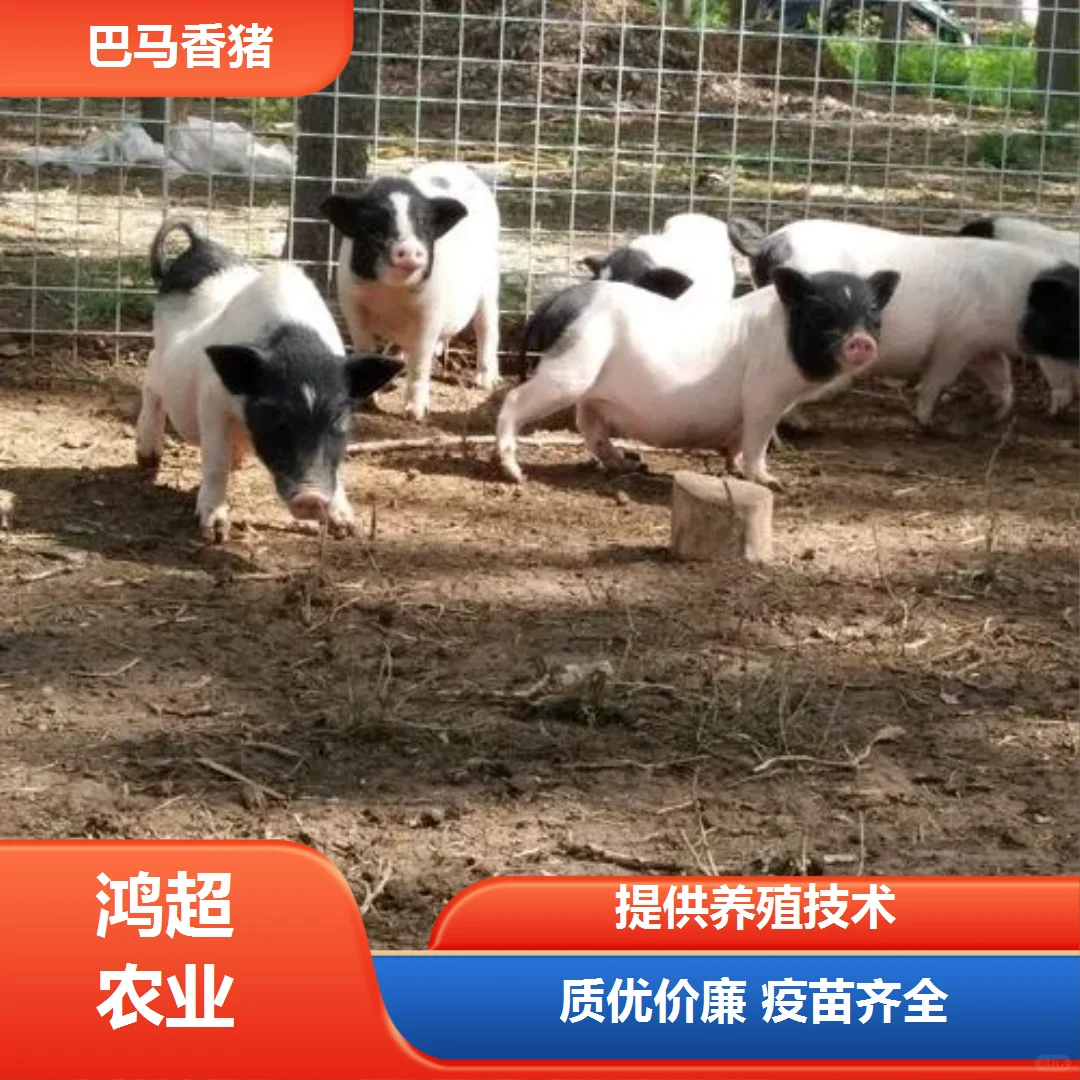 小香猪多少钱一斤肉来电询价