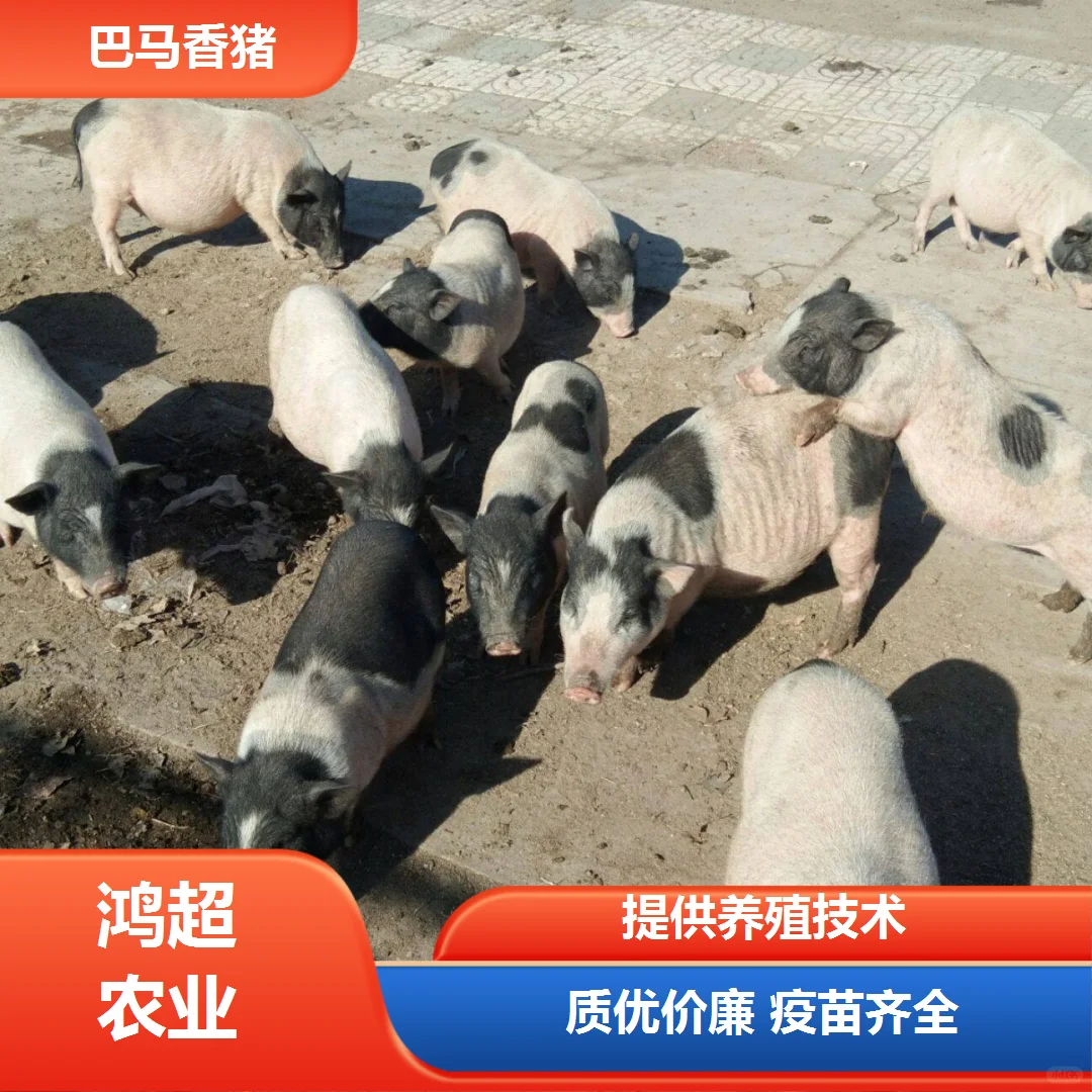 小香猪多少钱一斤肉来电询价