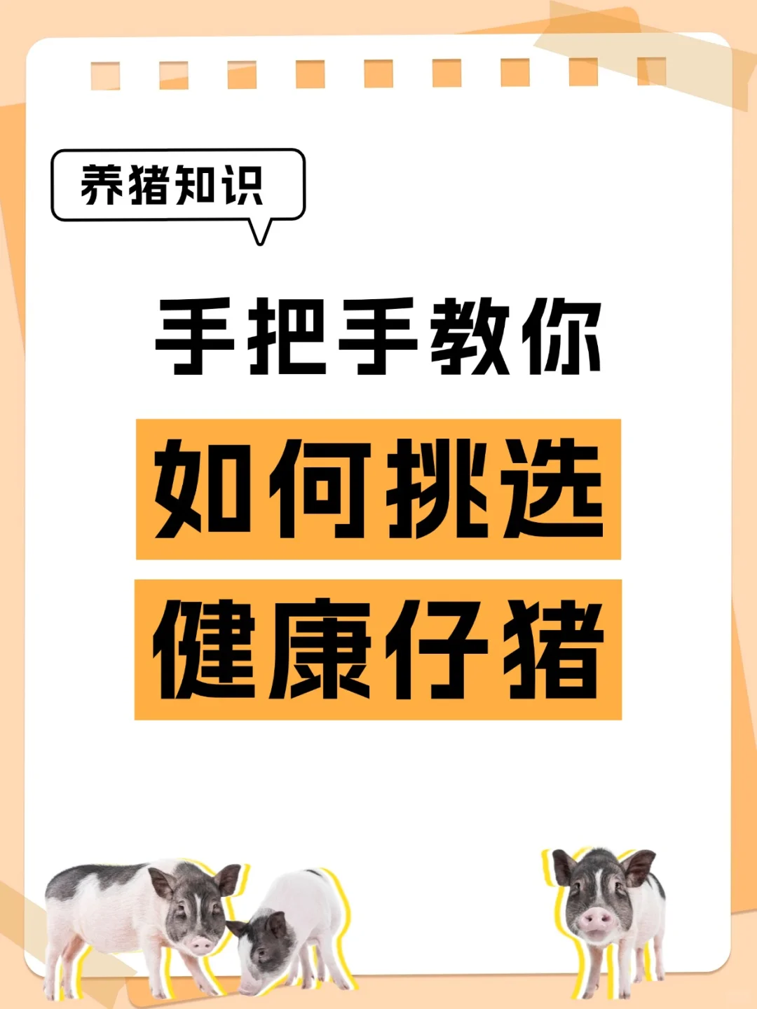手把手教你挑选健康仔猪