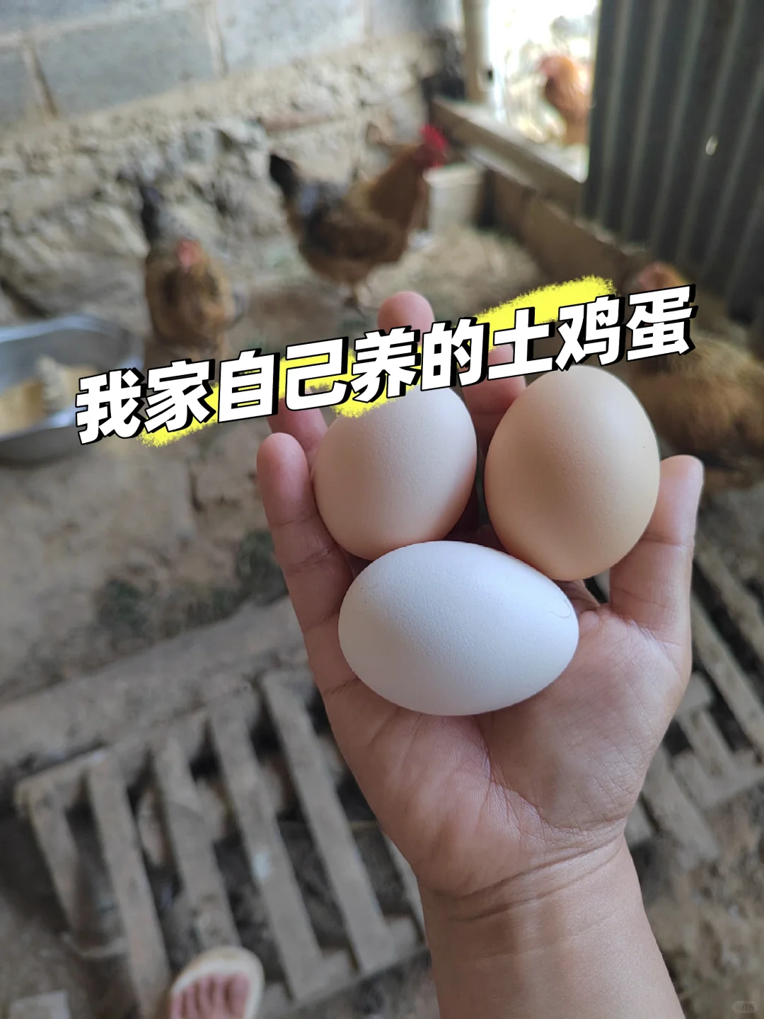 土鸡蛋卖29.9元50个顺丰包邮,怎么做到的