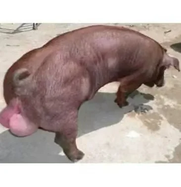 芜湖种公猪价格