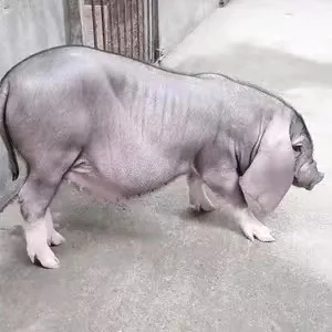 芜湖种公猪价格