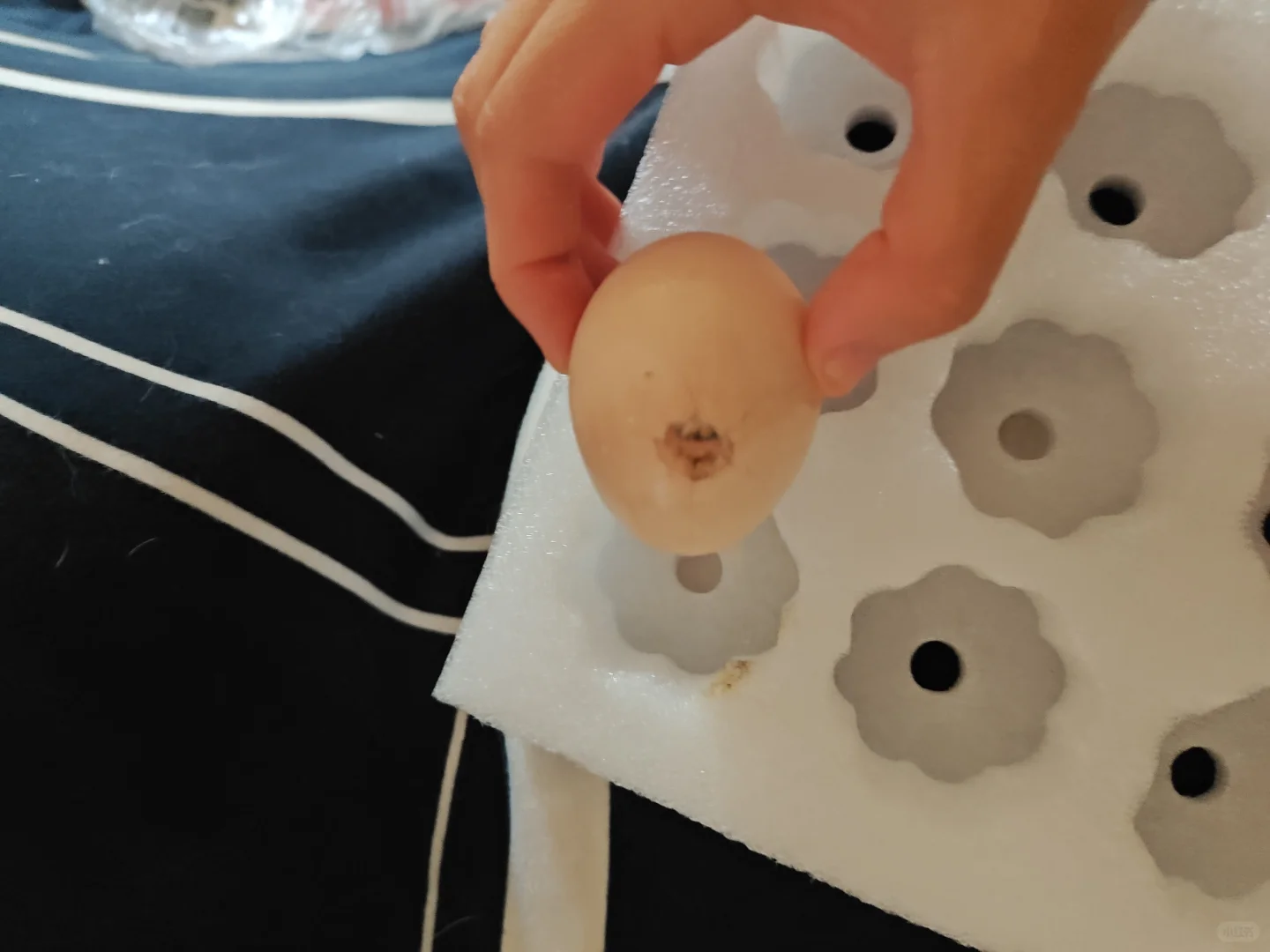 京东发霉鸡蛋