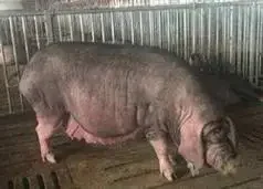 芜湖种公猪价格