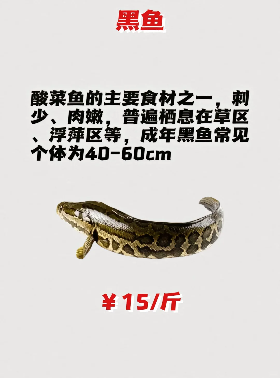 路亚鱼种价格排名，菜市场买得讲价！