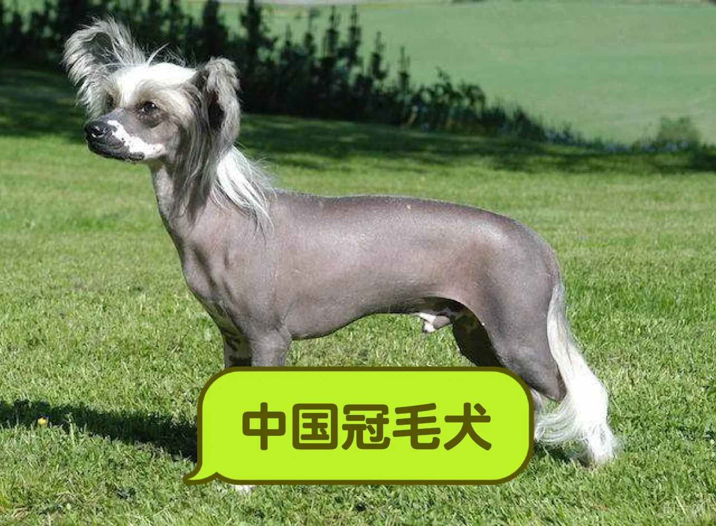 中国冠毛犬???