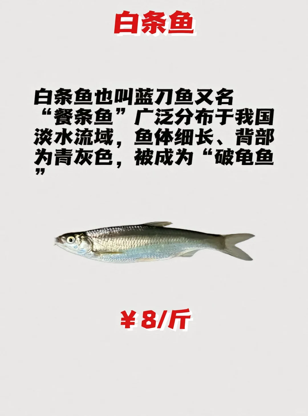 路亚鱼种价格排名，菜市场买得讲价！