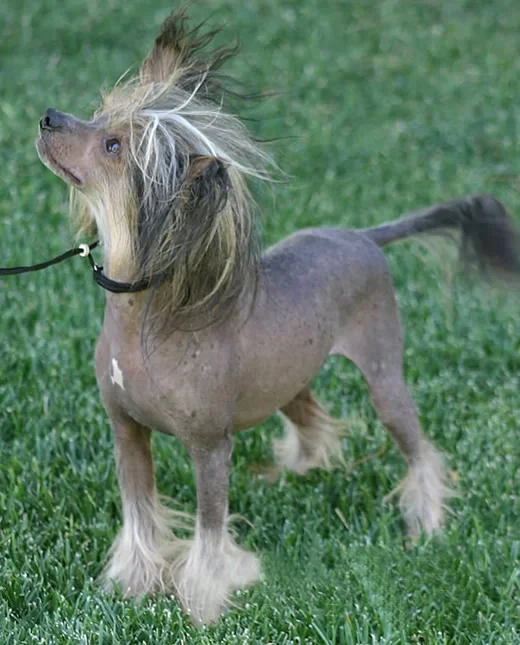 中国冠毛犬???