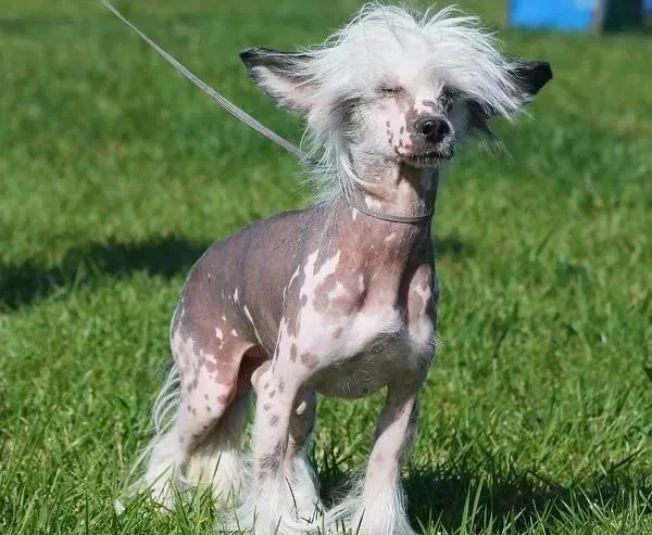 中国冠毛犬???