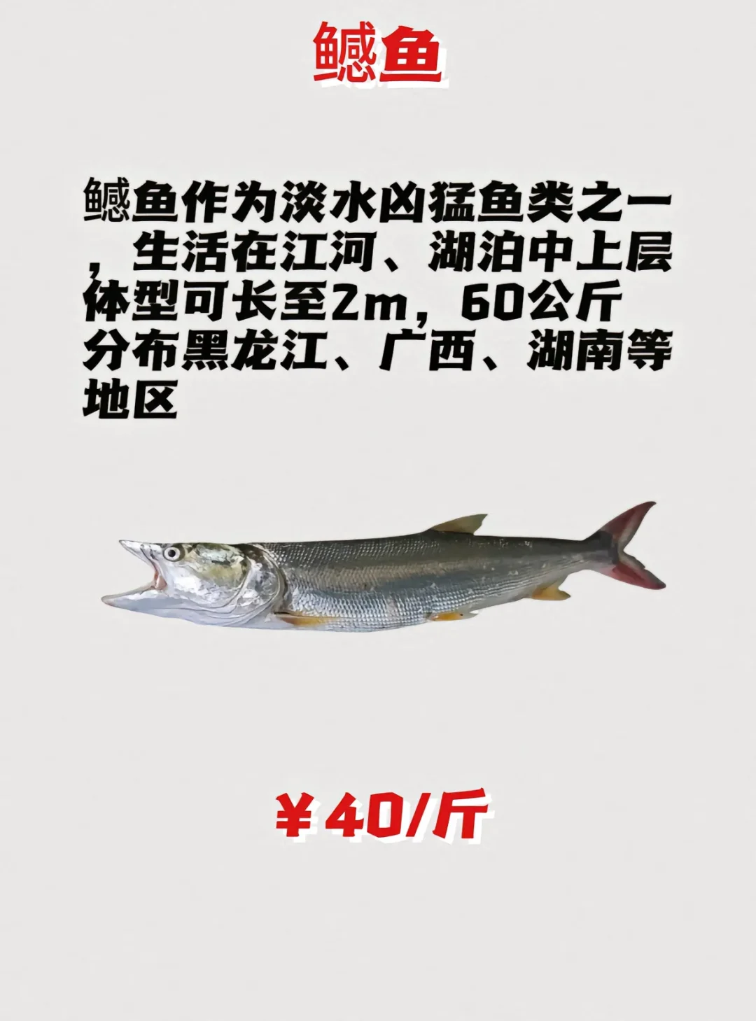 路亚鱼种价格排名，菜市场买得讲价！