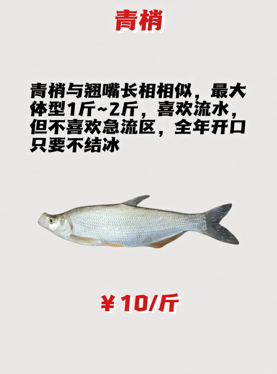路亚鱼种价格排名，菜市场买得讲价！