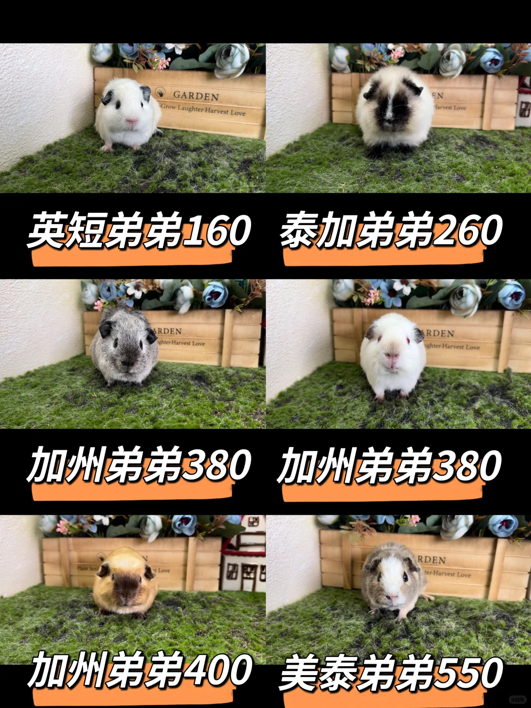 º¼۸