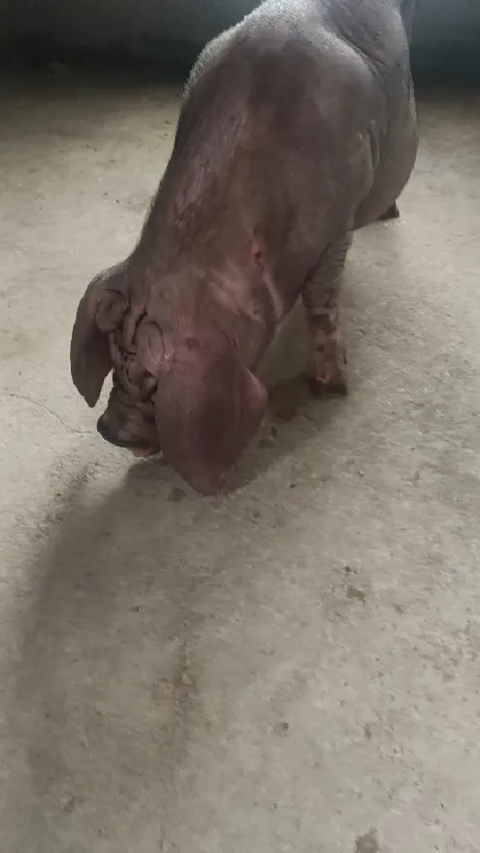 ˳̫ĸ۸