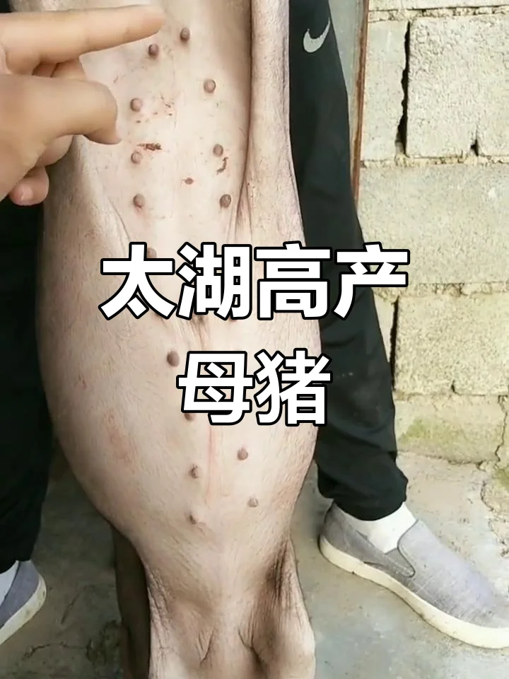 ˳̫ĸ۸