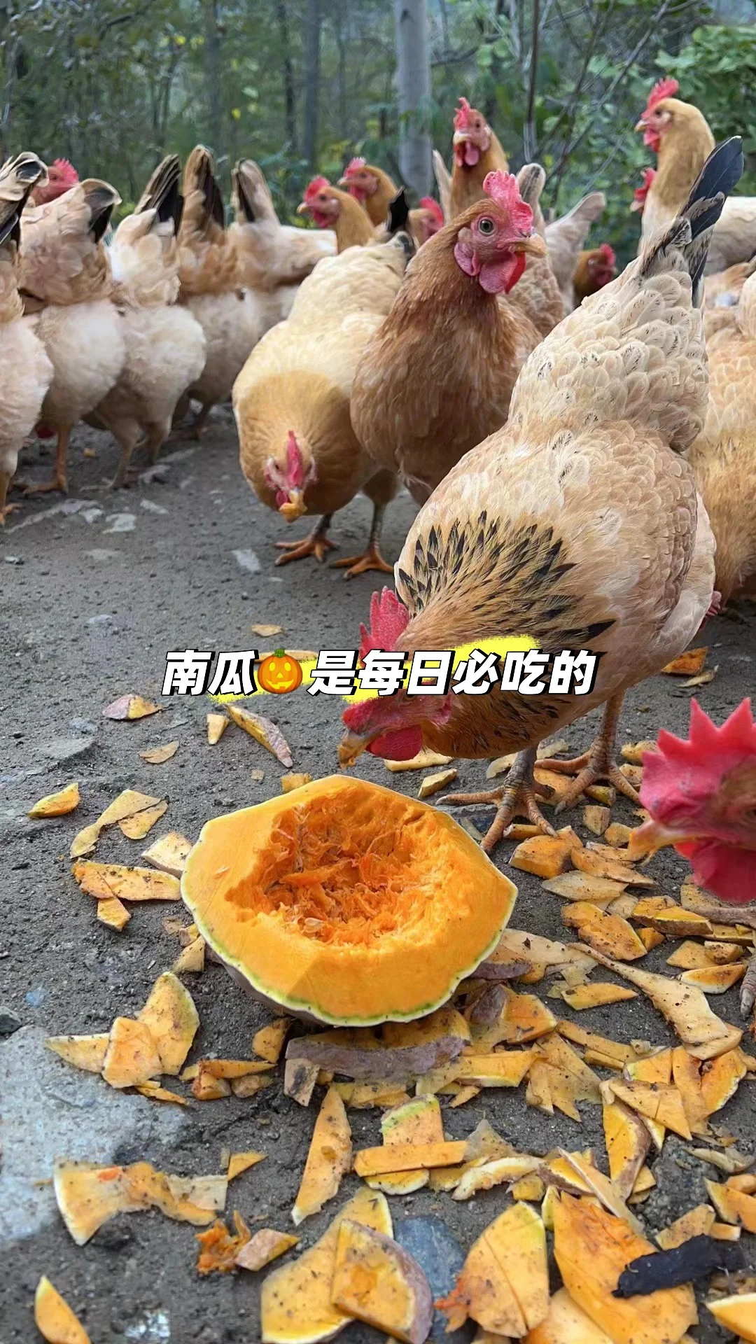 лС飬Ҳܵг򼦵?