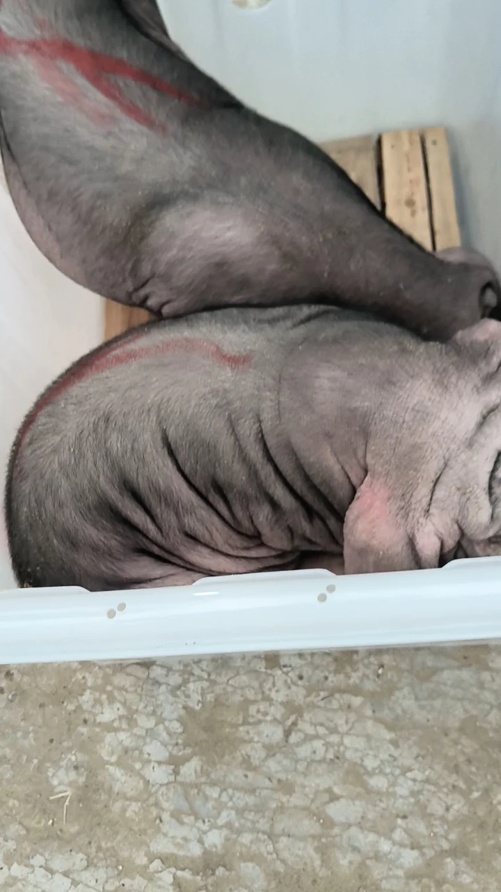 ۸