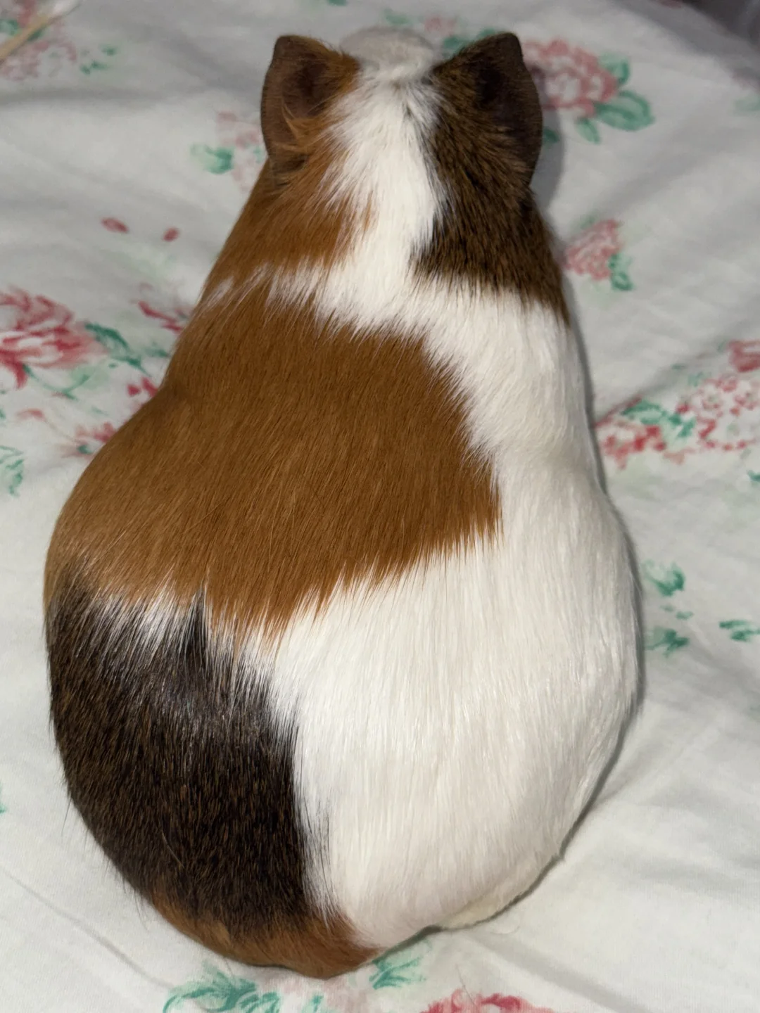 ë